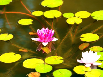 Kapias Goczałkowice 