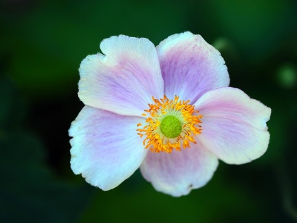 Kapias Goczałkowice 