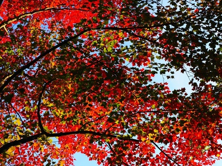Couleurs d'automne