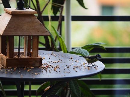 Mésange dans son restaurant