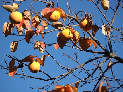 Automne