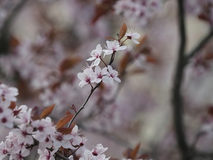 Printemps