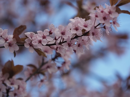 Printemps