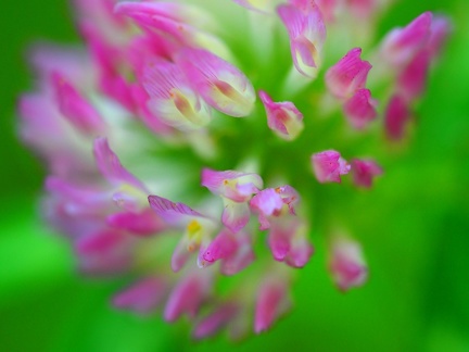 Sur le chemin à Méginand