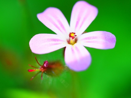 Sur le chemin à Méginand