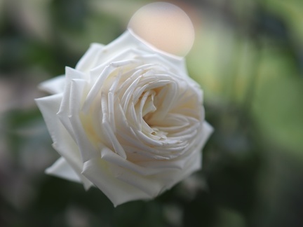 Rose blanche sur balcon