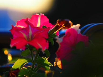 Petunia