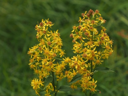 Fleurs du Sancy 