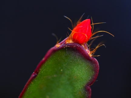 Cactus de Nöel 