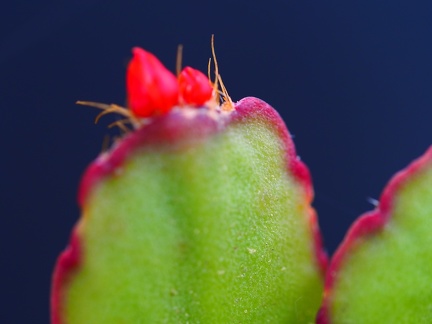 Cactus de Nöel 