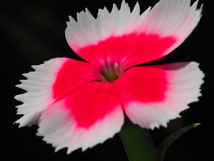 Pétunia