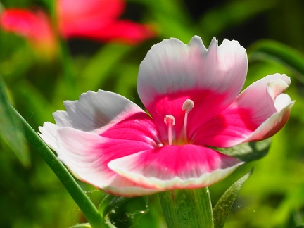 Bac à fleurs 