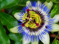 Flore