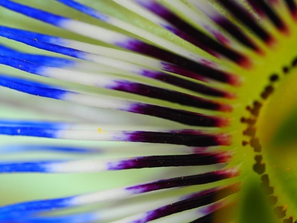 Passiflore 
