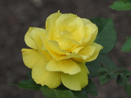 Belles fleurs d'été