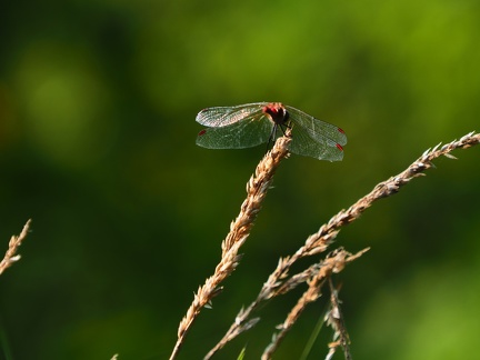 Libellule