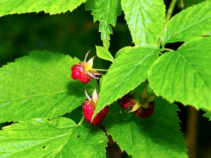 Le long du Koszarawa 