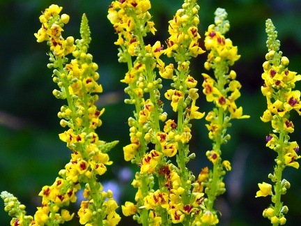 Le long du Koszarawa 