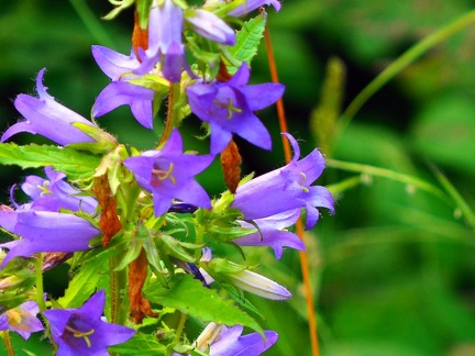 Le long du Koszarawa 