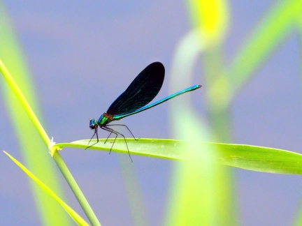 Libellule sur la rivière