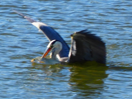 Héron sur le lac de Zywiec Pologne
