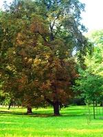 Dans le Park,du chateau 