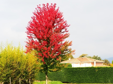 Automne au Bois de Serres 