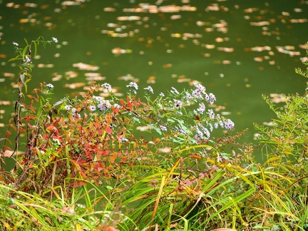 Automne au Bois de Serres 