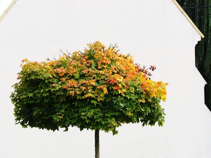 Automne à Tlučná 