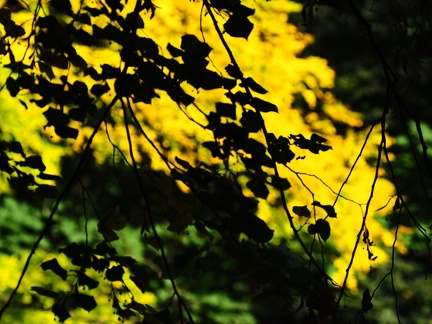 Automne à Zywiec 