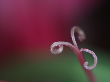 Fleurs séchées 