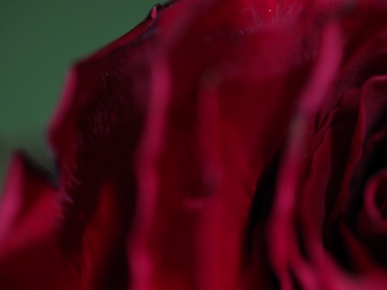 Fleurs séchées 