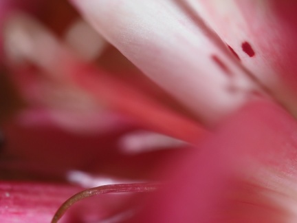 Fleurs séchées 