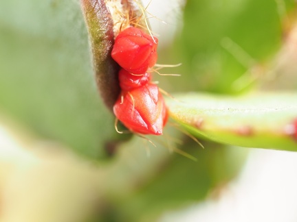 Cactus de Noel 